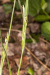 Manhart's sedge